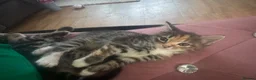 Domestic Shorthair cats for sale: One last girl kitten left  - Advert 4