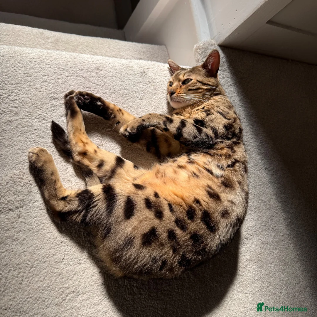Bengal cats for sale: 5 Year old bengal needs rehoming  - Advert 1