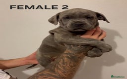 Cane Corso dogs for sale: Cane Corso Puppies READY NOW!!! - Image 5