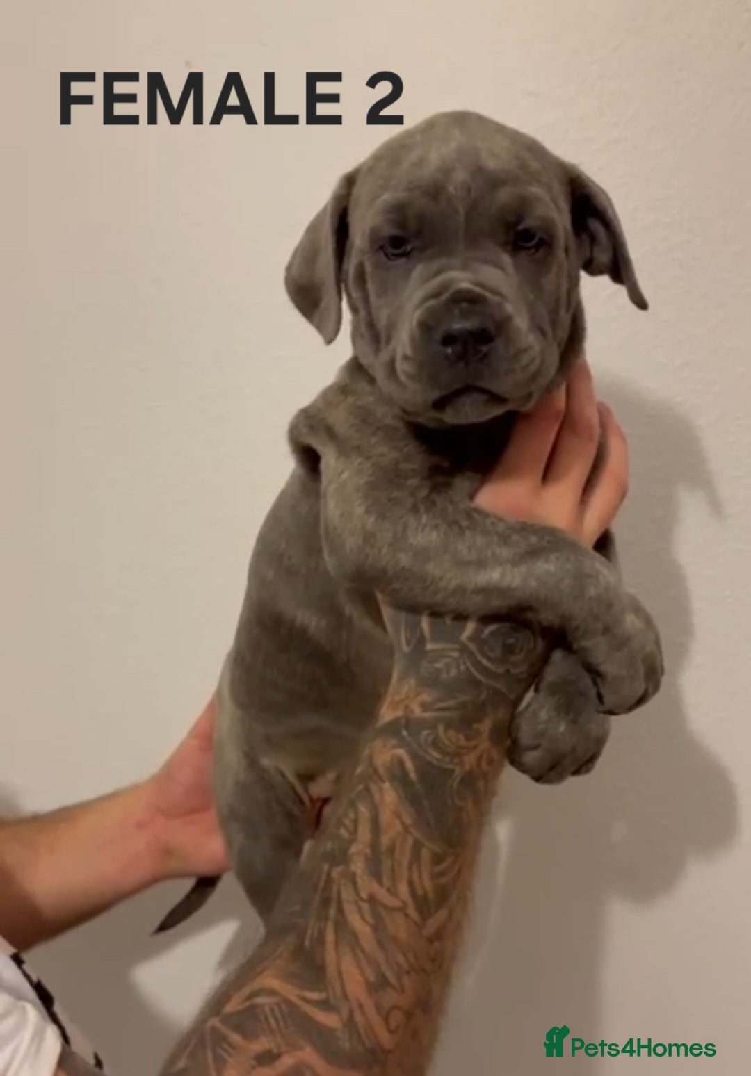 Cane Corso dogs for sale: Cane Corso Puppies READY NOW!!! - Image 5