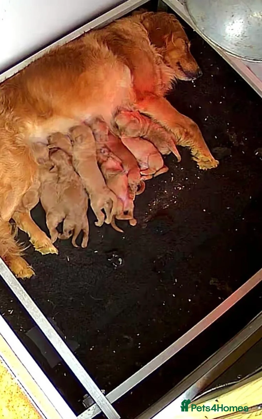 Mini Goldendoodle dogs for sale: 🧡❤️ GORGEOUS MINI GOLDENDOODLE PUPPIES ❤️🧡 - Advert 24