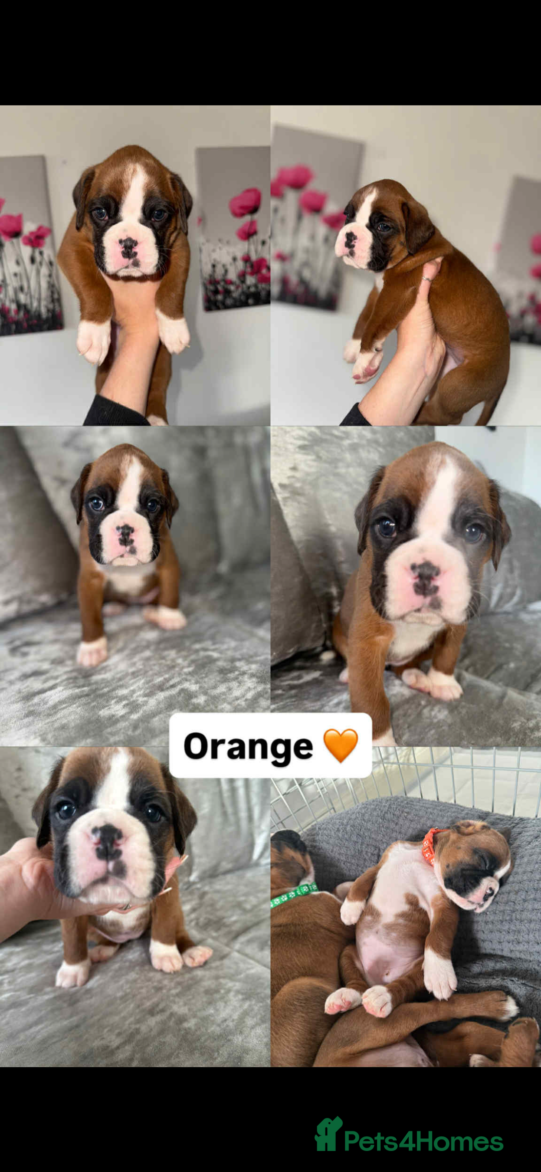 Boxer dogs for sale: Beautiful boxer girl left out of litter of 8.  - Advert 5