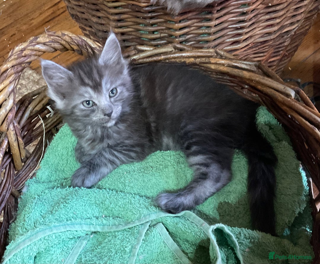 Ragdoll cats for sale: Lovely Kittens - Advert 15