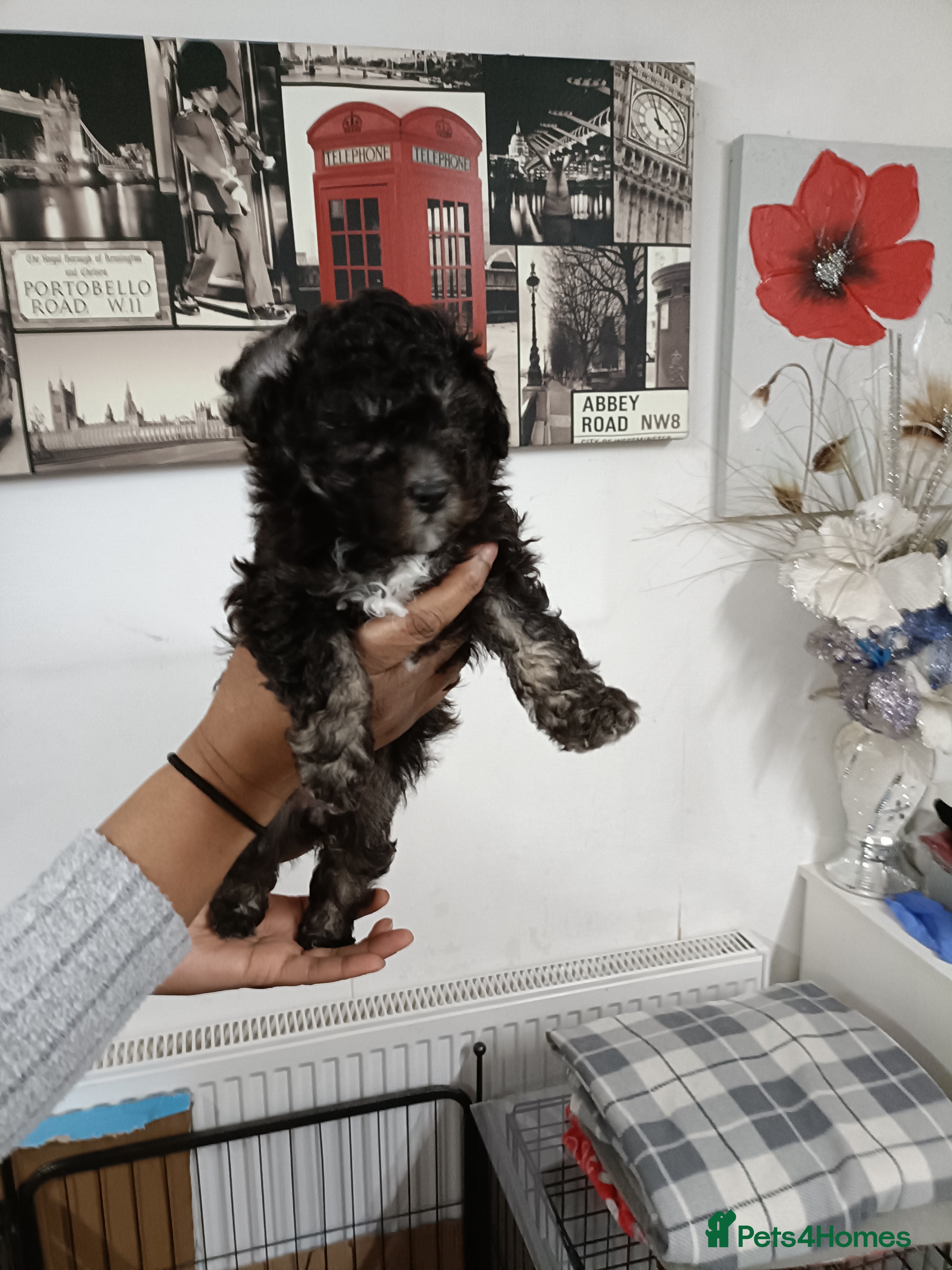 Toy Poodle dogs Asian phantom toy poodles - Advert 5