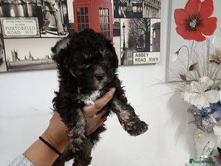 Toy Poodle dogs Asian phantom toy poodles - Advert 1