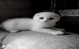 Scottish Fold cats for sale: 1 Scottish fold 1 Scottish straight for sale  - Image 3