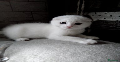 Scottish Fold cats - Advert 16