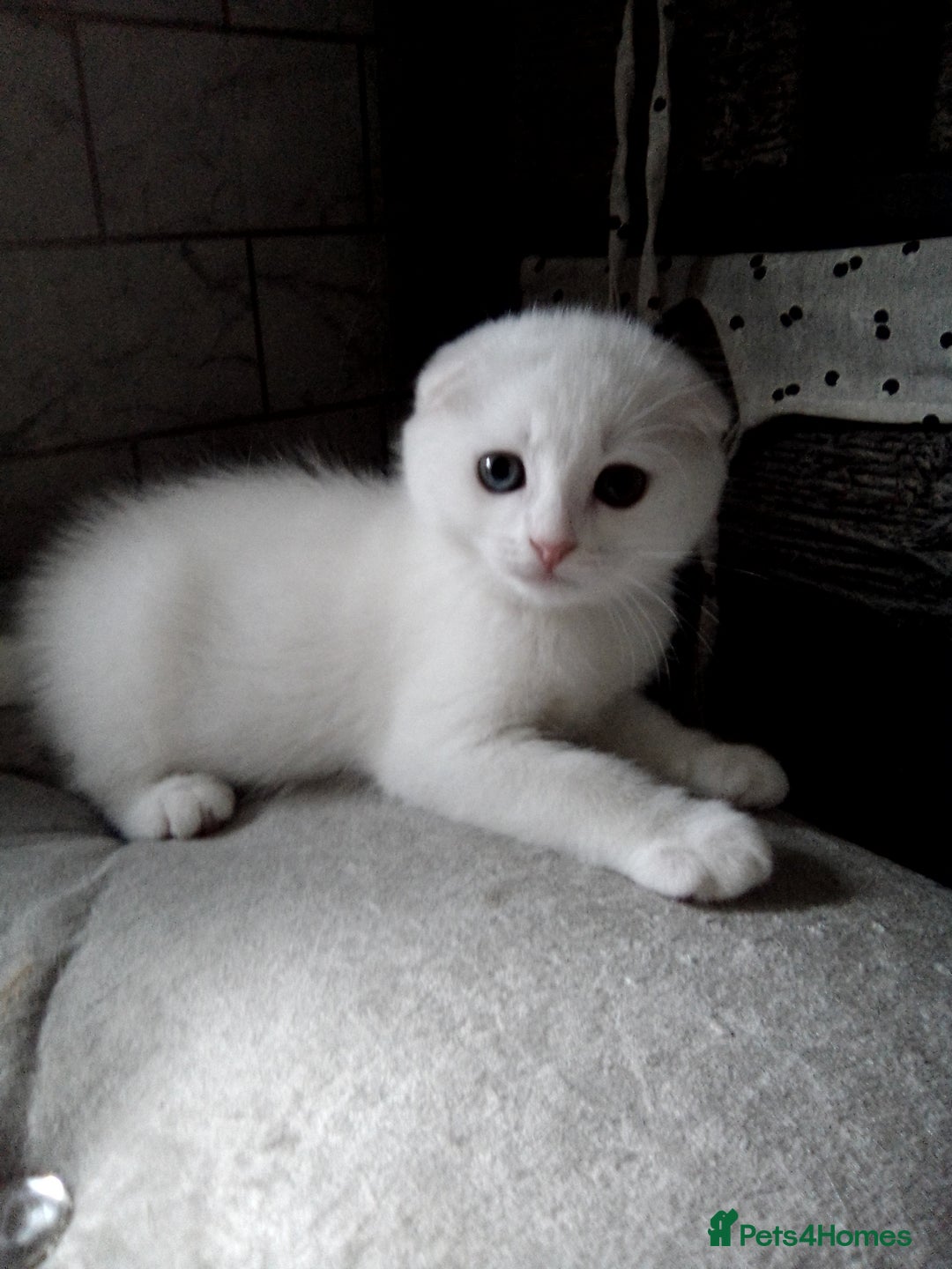 Scottish Fold cats for sale: 1 Scottish fold 1 Scottish straight for sale  - Image 3