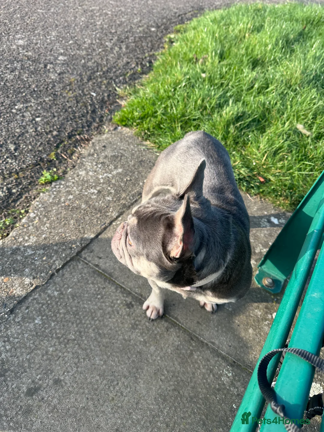 French Bulldog dogs for sale: French Queen - Advert 2