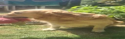 Golden Retriever dogs for sale: Golden Retriever Puppies - Advert 1