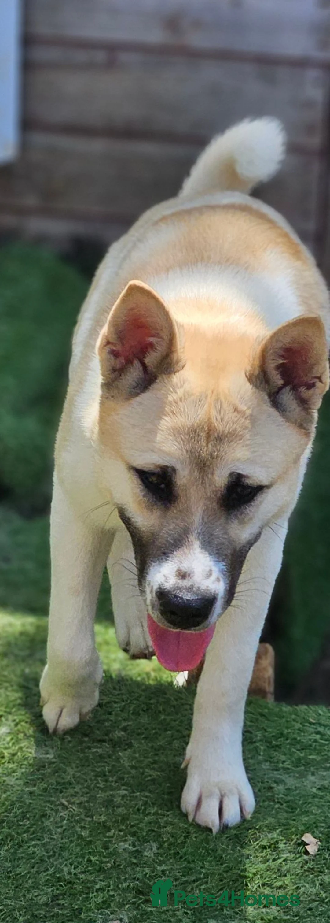 Mixed Breed dogs for sale: Malamute/akita  cross  - Advert 2