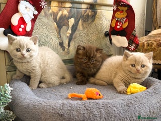 British Shorthair cats British shorthair and longhair - Advert 1