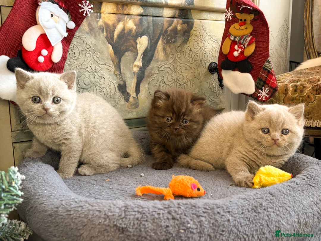 British Shorthair cats for sale: British shorthair and longhair  - Advert 10