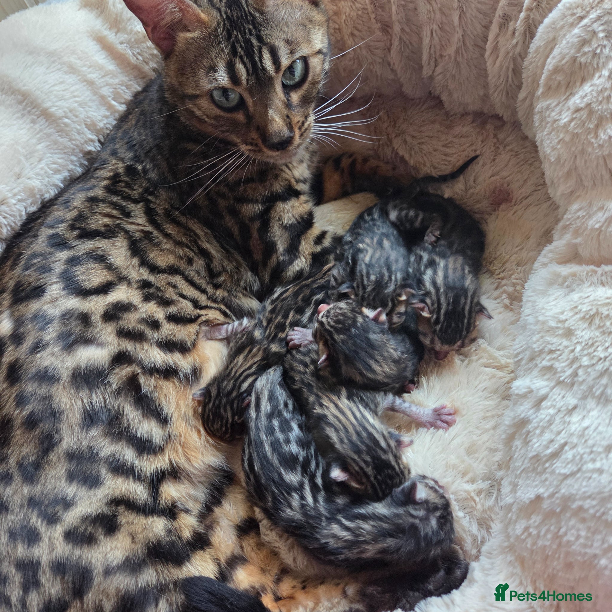Bengal cats for sale: 5 gorgeous Bengal kittens - Advert 7