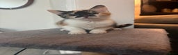 Mixed Breed cats for sale: Calico kittens - Advert 2