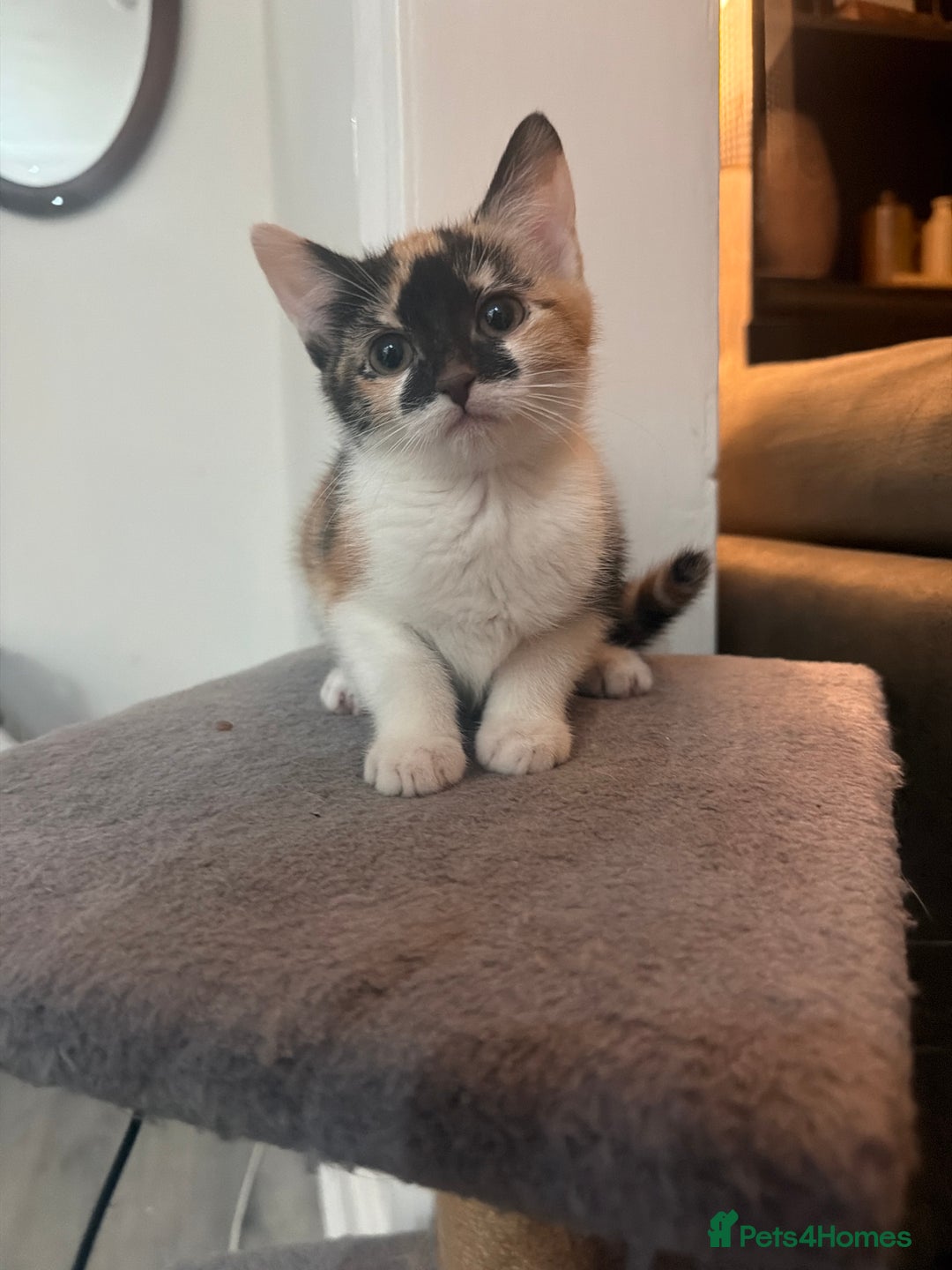 Mixed Breed cats for sale: Calico kittens - Advert 2