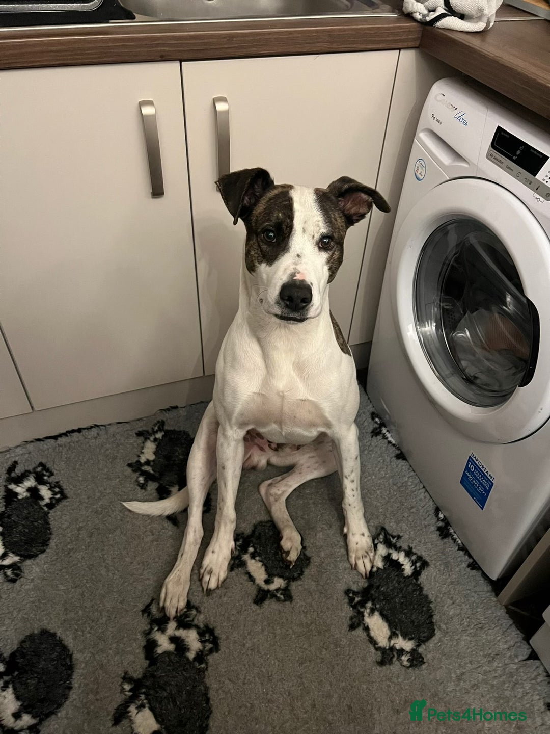 Lurcher dogs for sale: Lurcher cross  - Advert 2