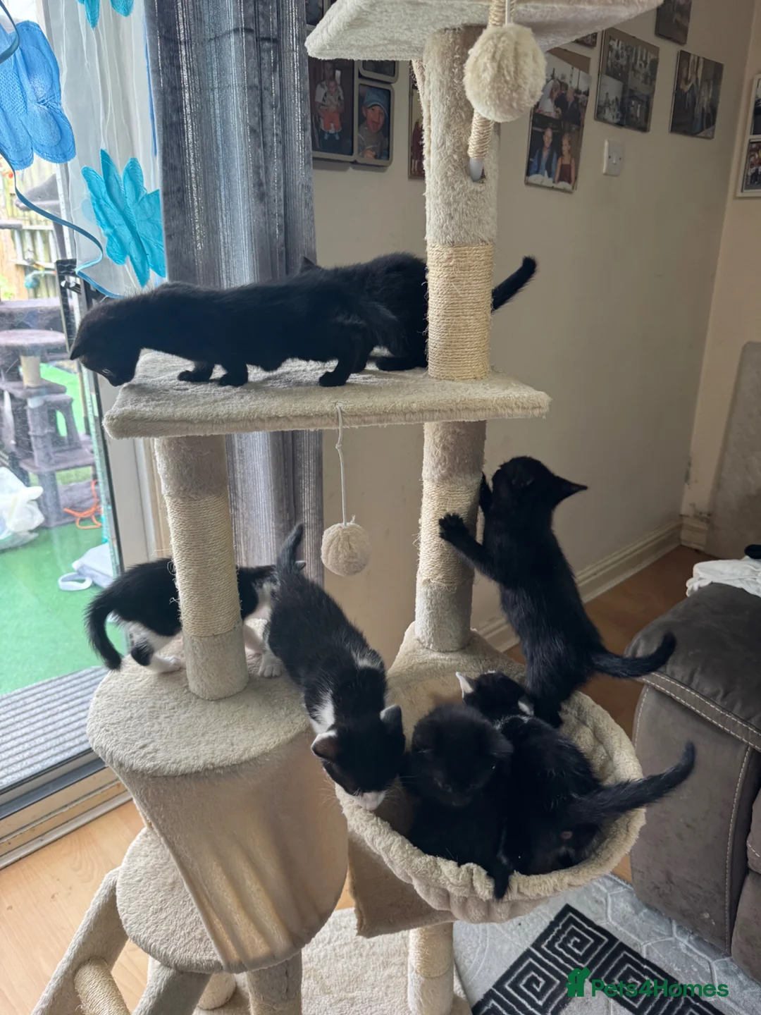 Mixed Breed cats for sale: kittens - Advert 16