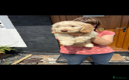Cockapoo dogs for sale: Fully vac’d Dna health tested clear Cockapoo’s  - Image 20