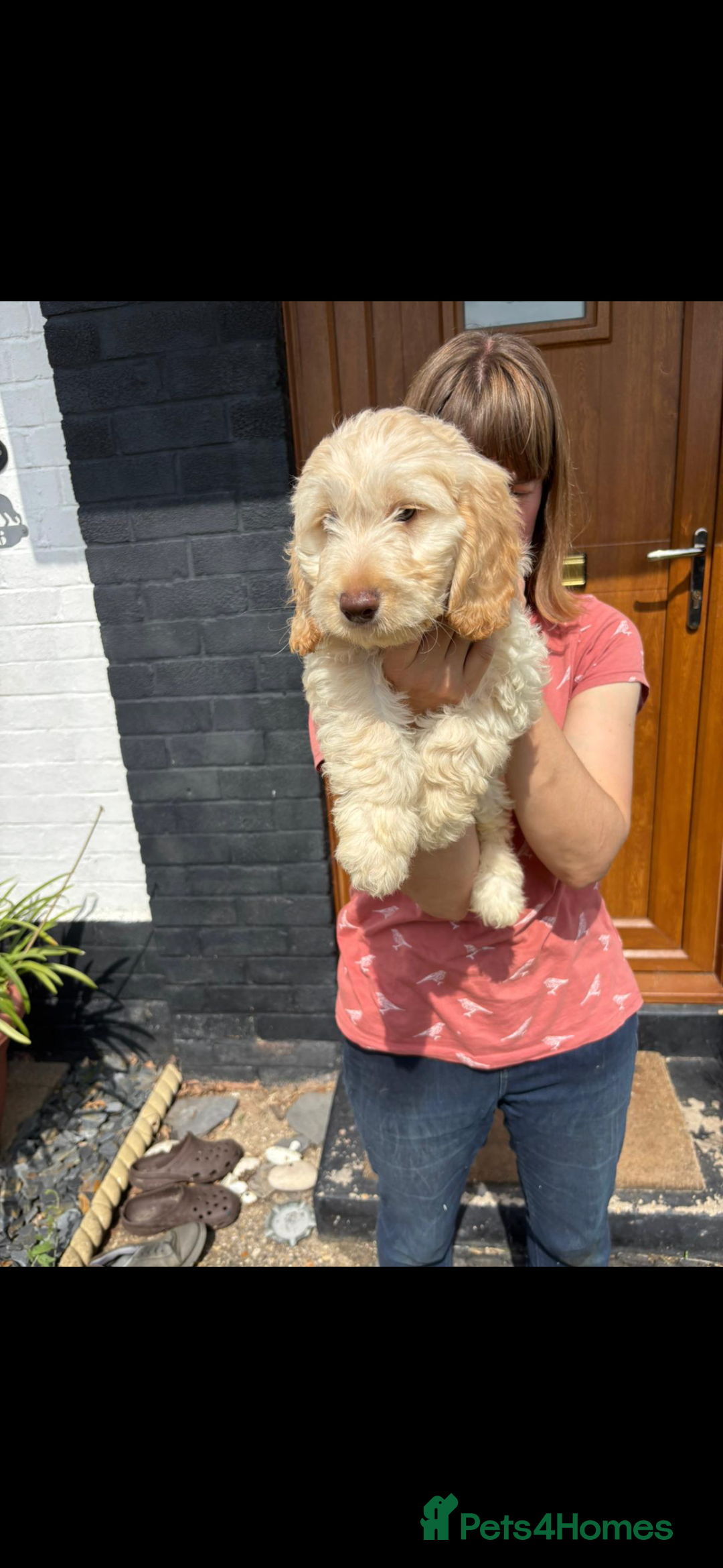 Cockapoo dogs for sale: Fully vac’d Dna health tested clear Cockapoo’s  - Image 20