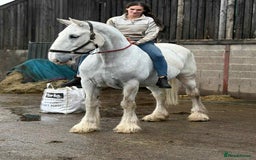 Shire horses for sale: Big Jazz !!  - Image 5