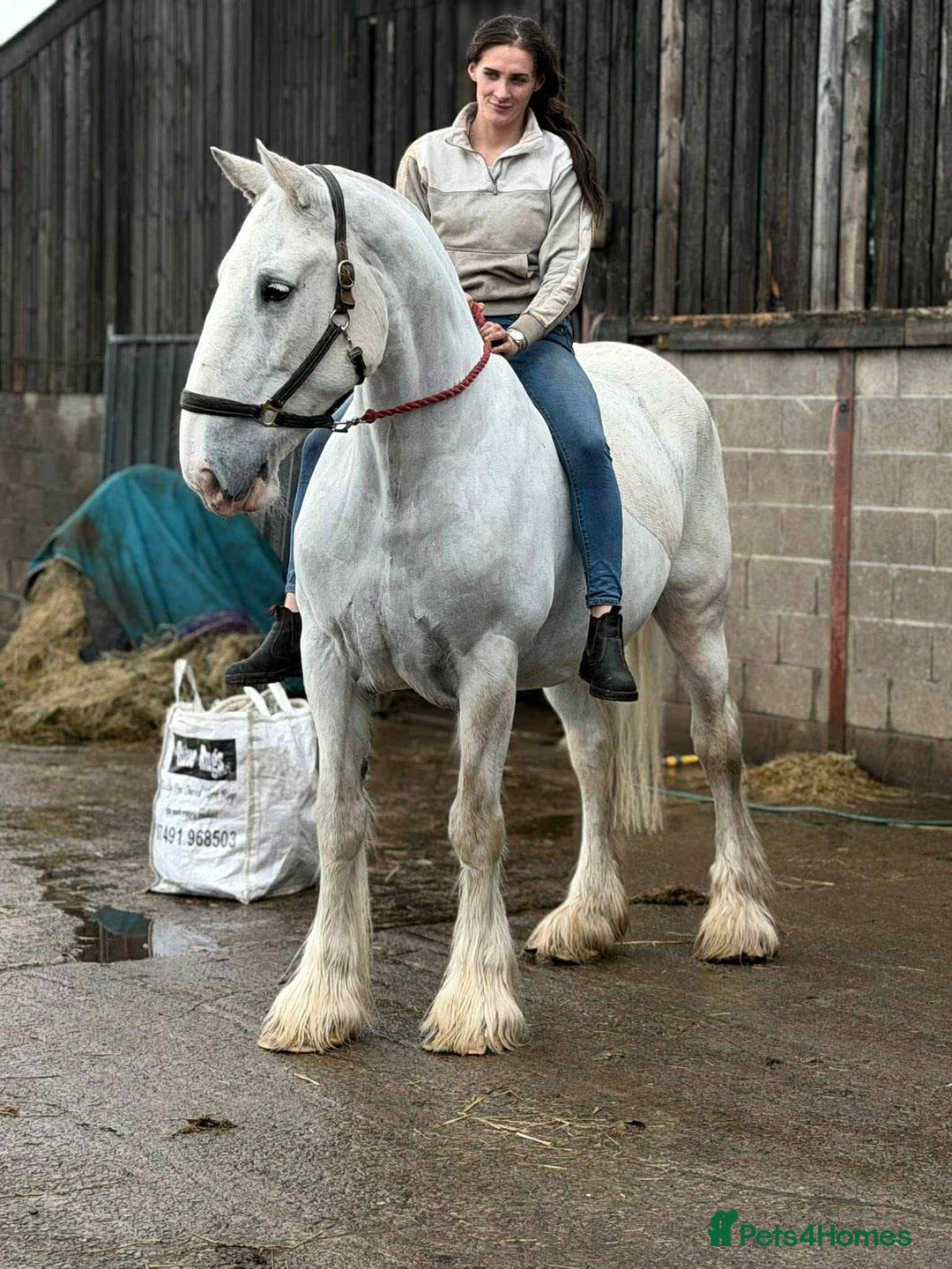 Shire horses for sale: Big Jazz !!  - Image 5