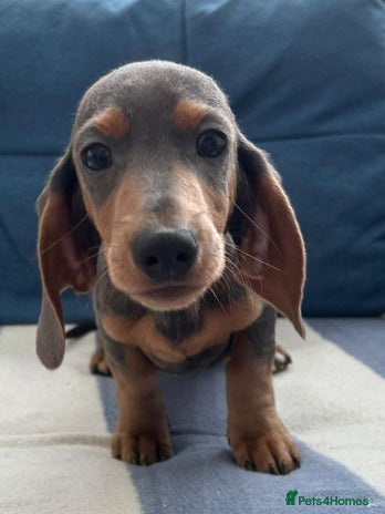 Dachshund dogs - Advert 4