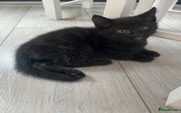 Mixed Breed cats for sale: 3 kittens for sale  - Image 4