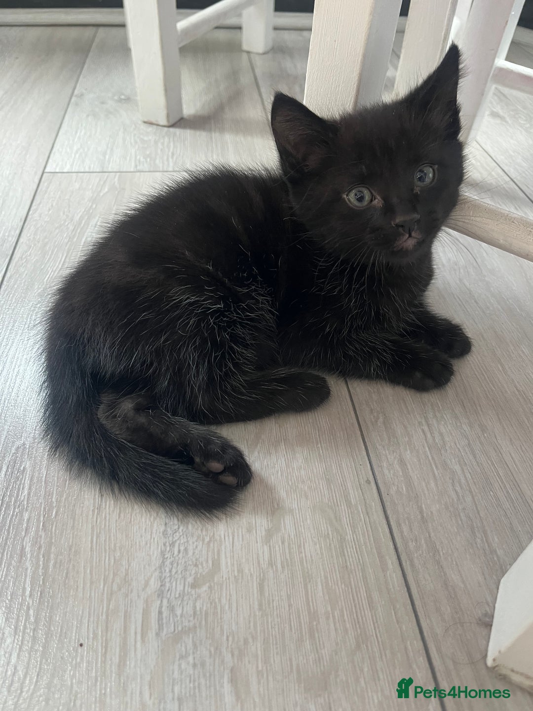 Mixed Breed cats for sale: 3 kittens for sale  - Image 4