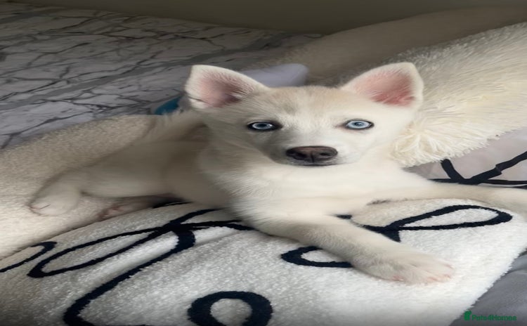 Pomsky dogs - Advert 1