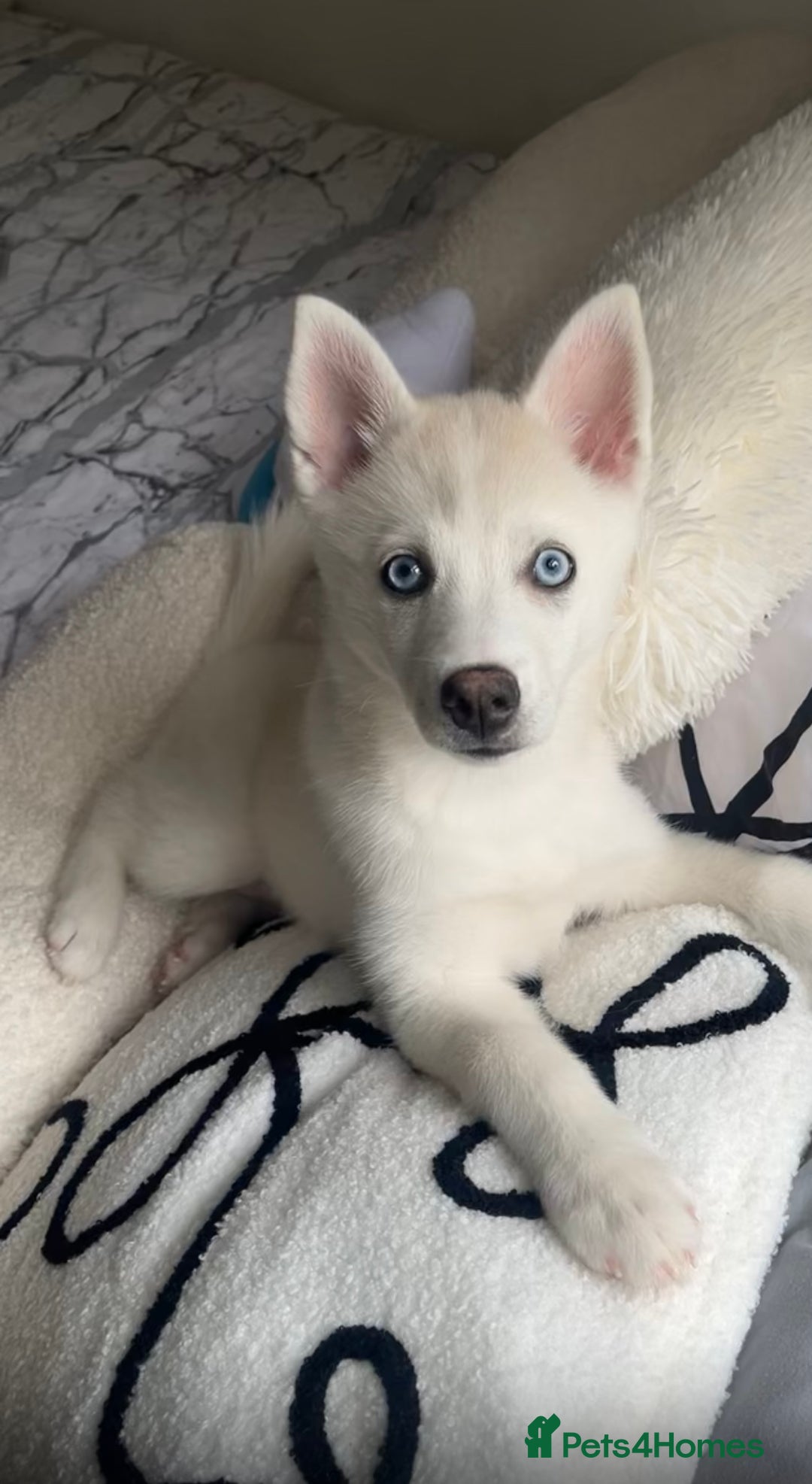 Pomsky dogs for sale: Blue eyed pomsky  - Image 1