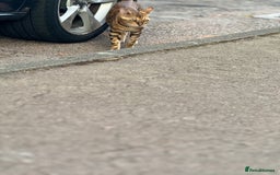 Bengal cats for sale: She very beautiful  - Image 19