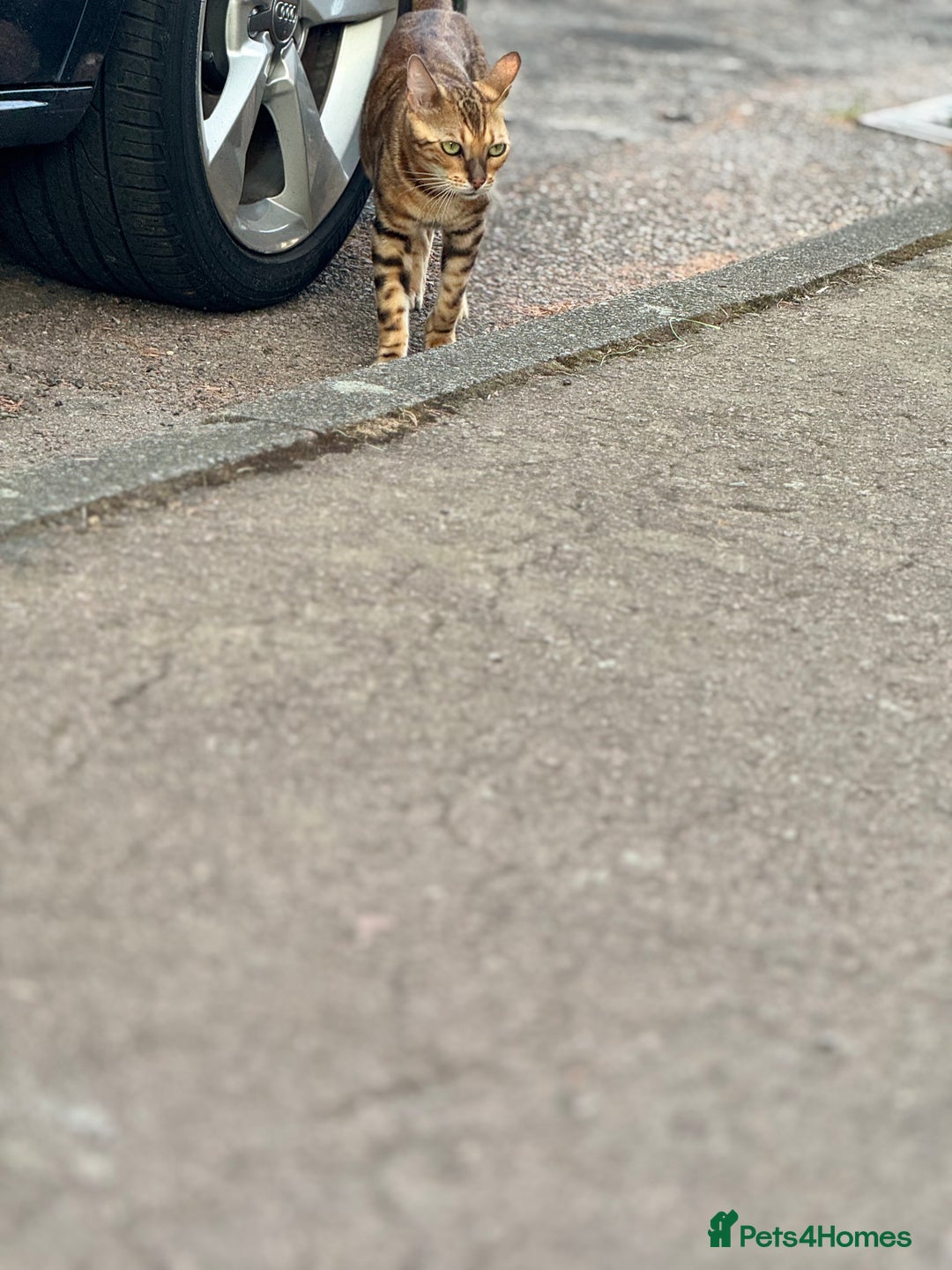 Bengal cats for sale: She very beautiful  - Image 19