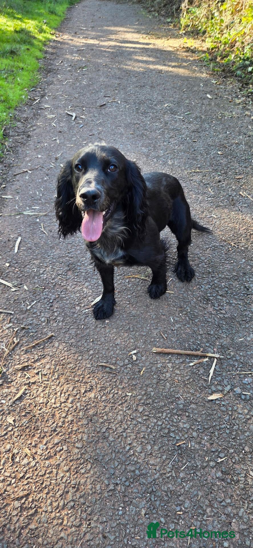 Cocker Spaniel dogs for sale: Male cocker spaniel looking for a new home. - Advert 11