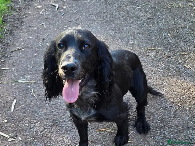 Cocker Spaniel dogs for sale: Male cocker spaniel looking for a new home. - Advert 11