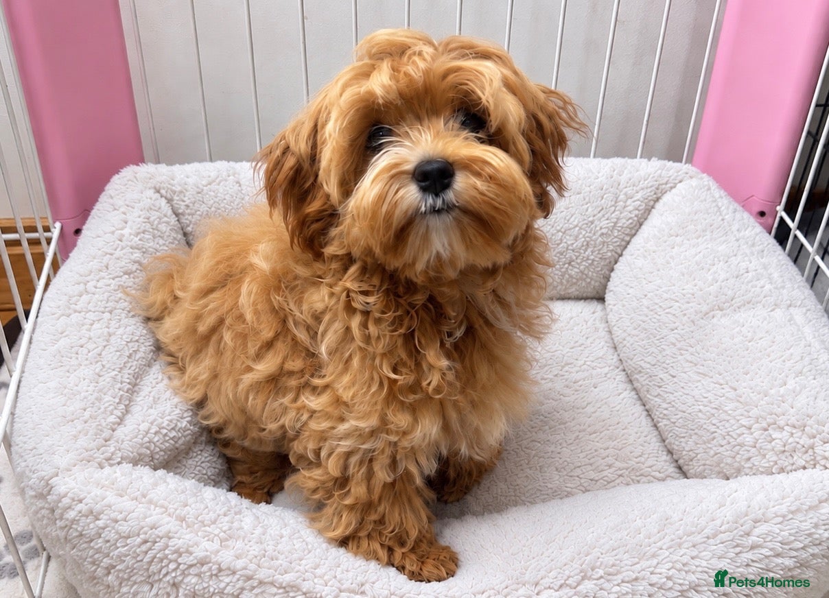 Maltipoo dogs Ready Now! Asian Maltipoo. DNA tested parents. - Advert 1