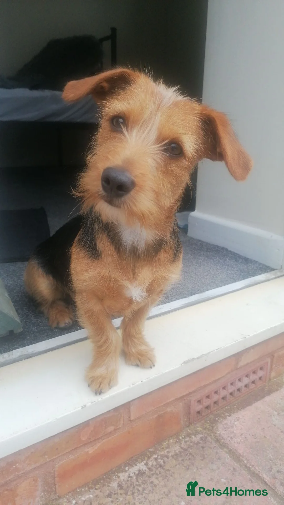 Mixed Breed dogs for sale: Yorkie Cross Jack Russell - Advert 6