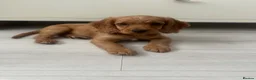 Cockapoo dogs for sale: Cockapoo Girl to rehome (Lola) - Advert 1
