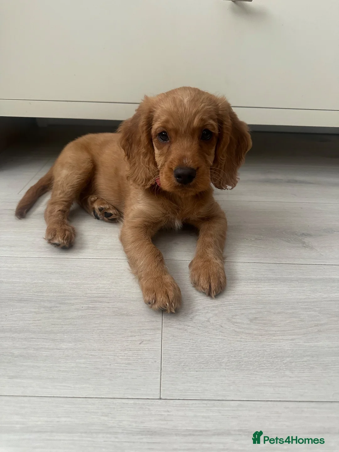 Cockapoo dogs for sale: Cockapoo Girl to rehome (Lola) - Advert 1
