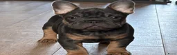French Bulldog dogs for sale: mrs karen  - Advert 4