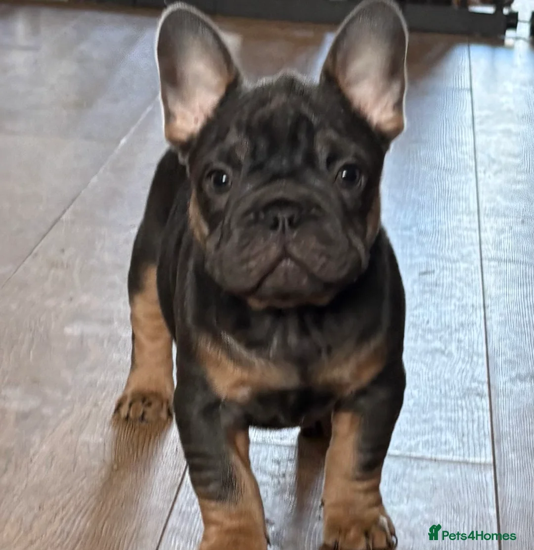 French Bulldog dogs for sale: mrs karen  - Advert 4