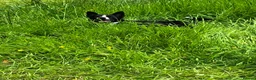 Mixed Breed dogs for sale: Oscar  - Advert 2