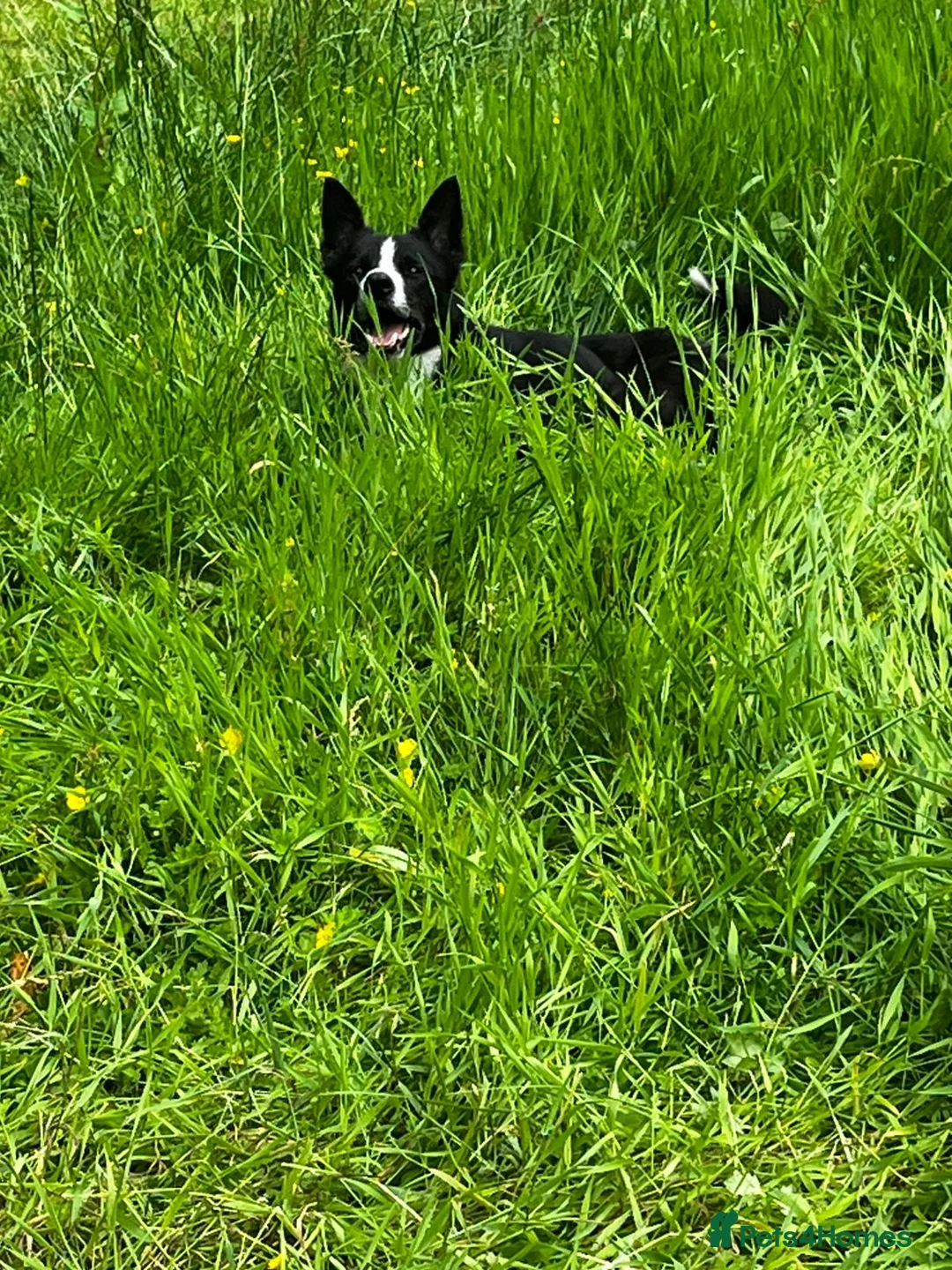 Mixed Breed dogs for sale: Oscar  - Advert 2