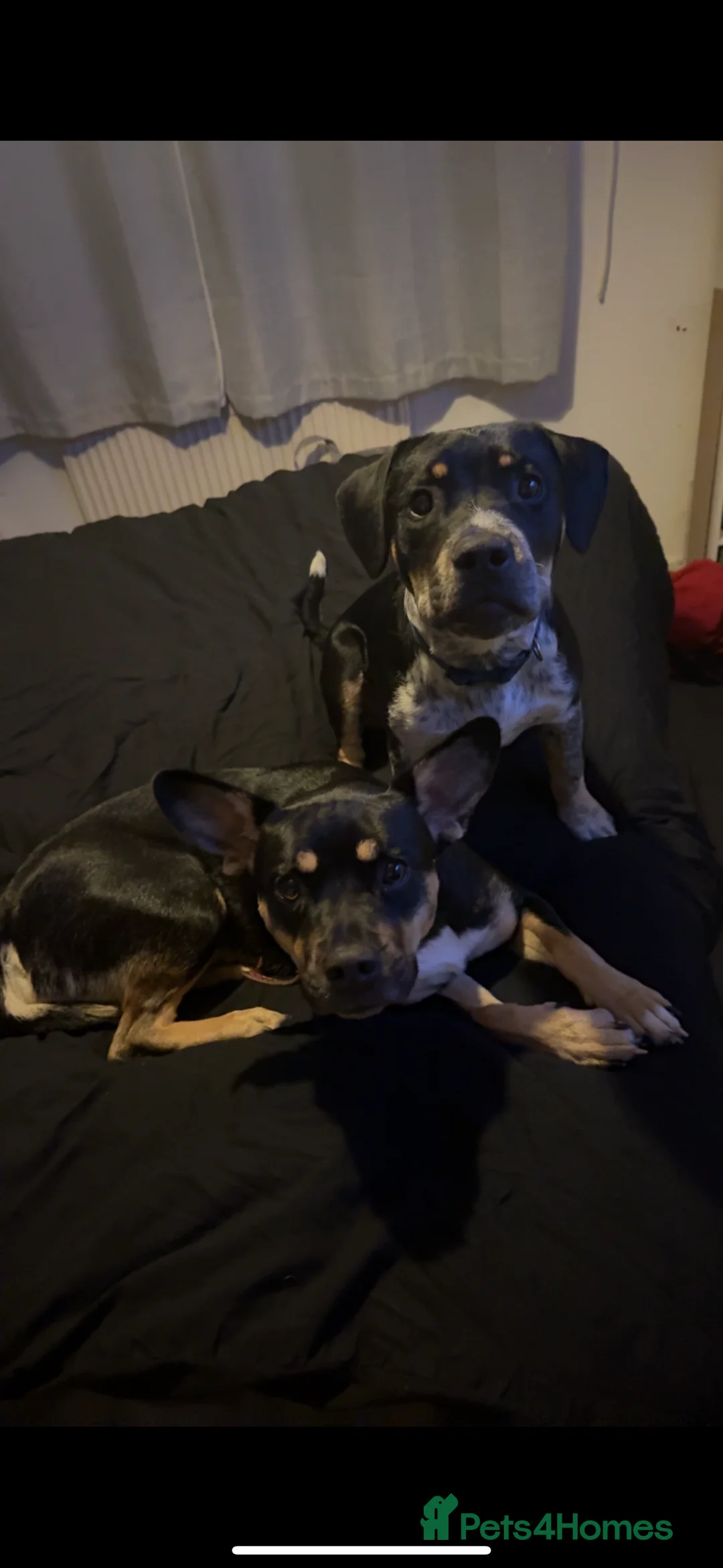 Mixed Breed dogs for sale: Mother and son  - Advert 6