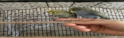 Budgerigars birds for sale: Beautiful hand tame babies budgies  - Advert 9