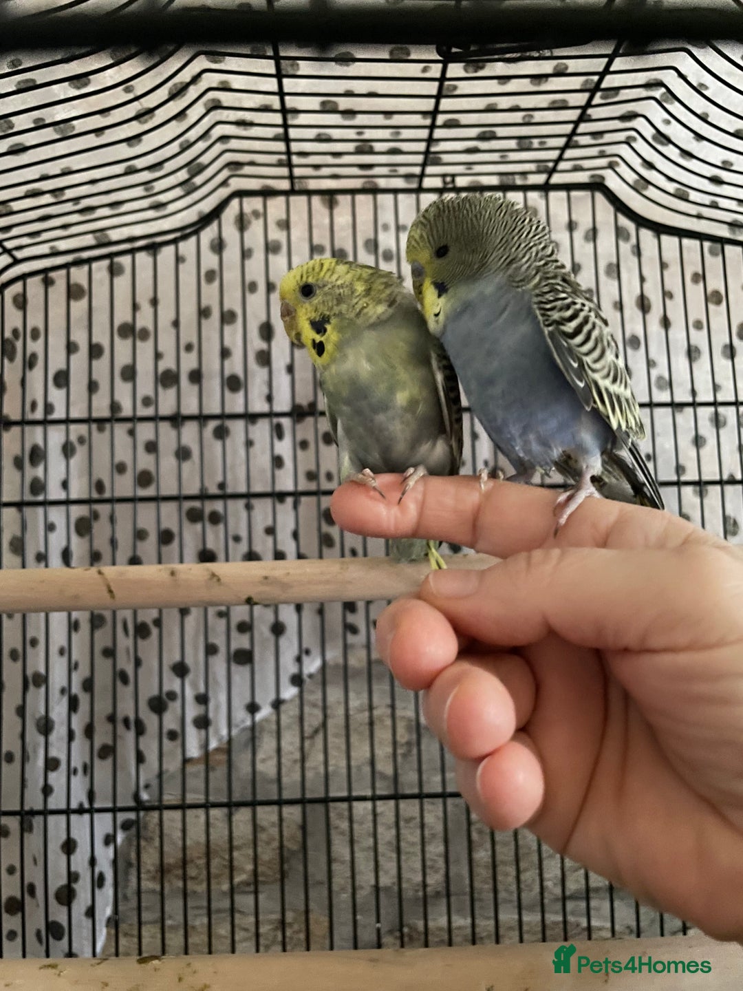 Budgerigars birds for sale: Beautiful hand tame babies budgies  - Advert 9