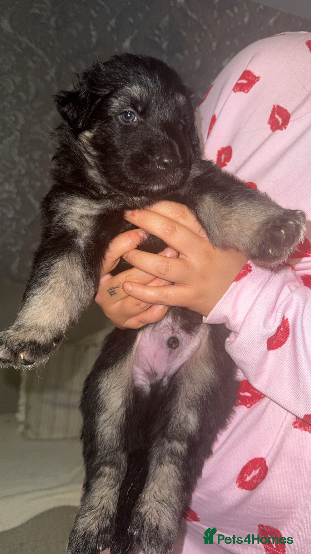 German Shepherd dogs for sale: German shepherd litter  - Advert 5