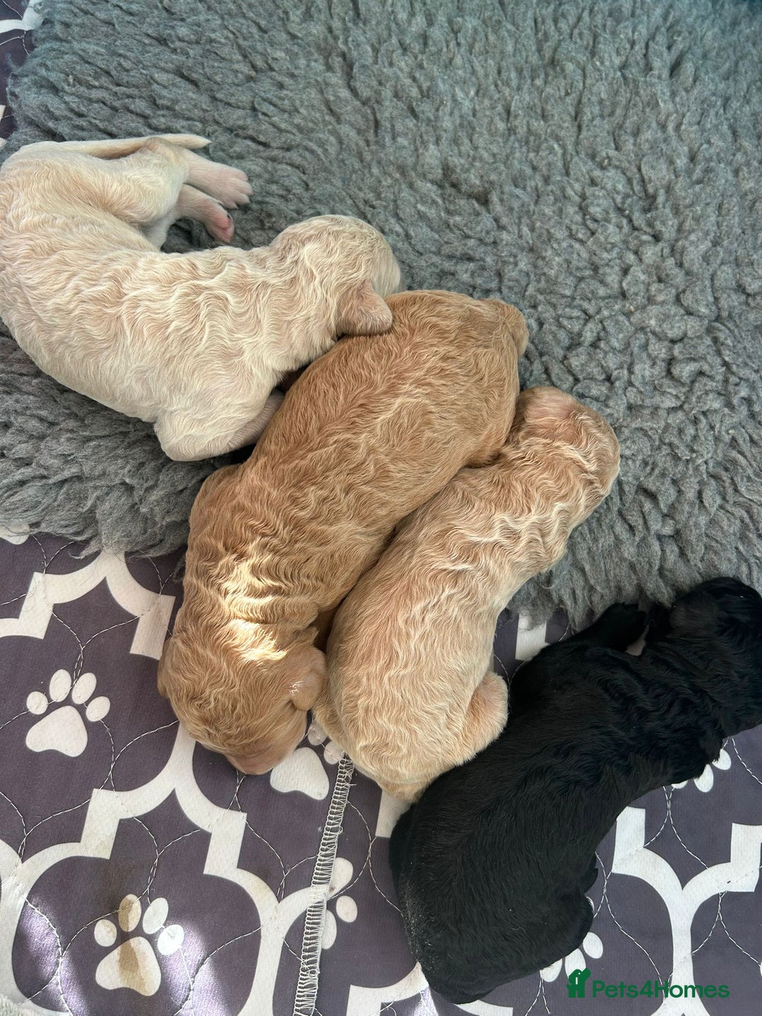 Standard Poodle dogs for sale: Beautiful standard poodle puppies - Advert 2