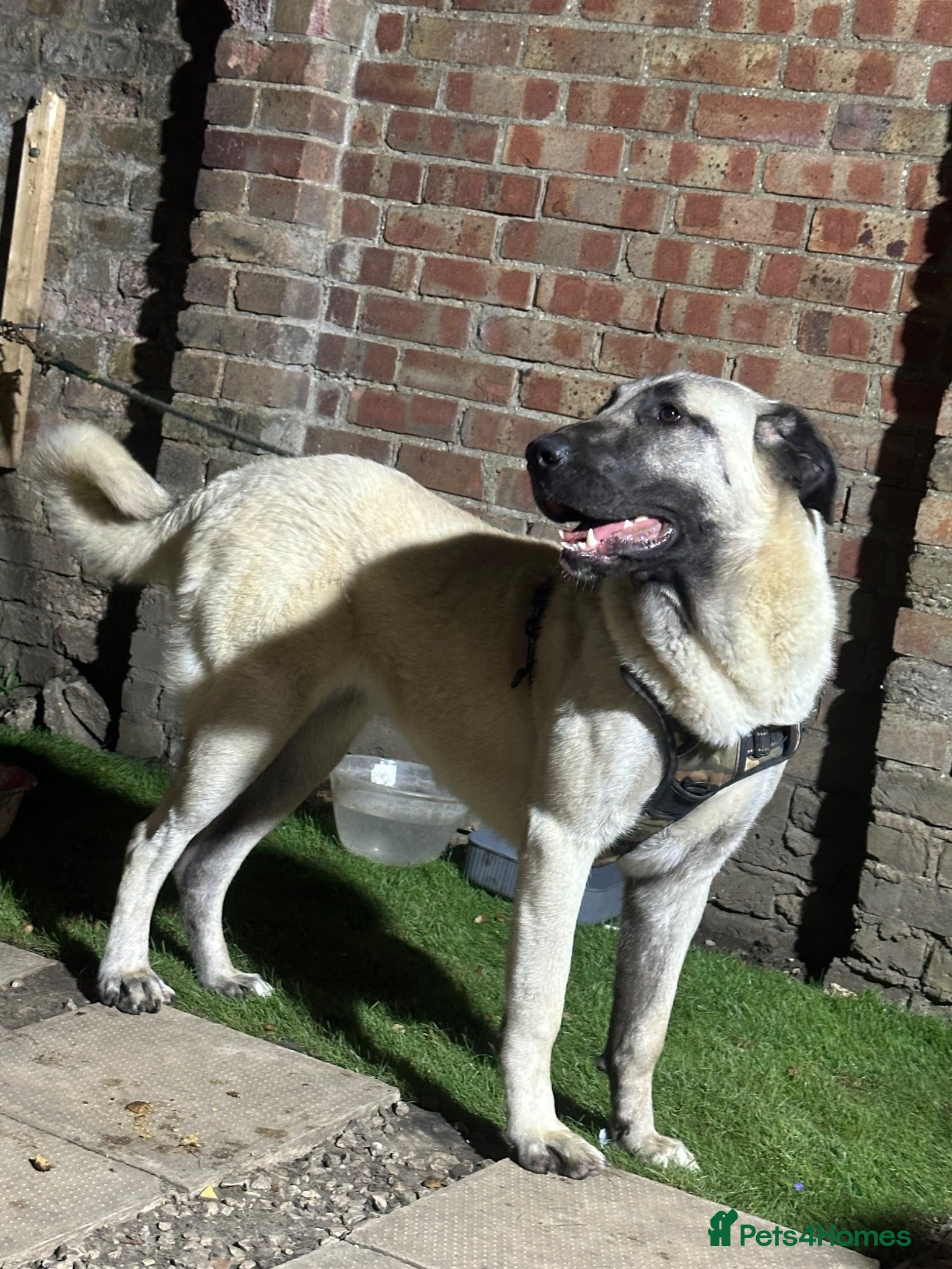 Turkish Kangal dogs KANGAL FOR SALE  - Advert 2