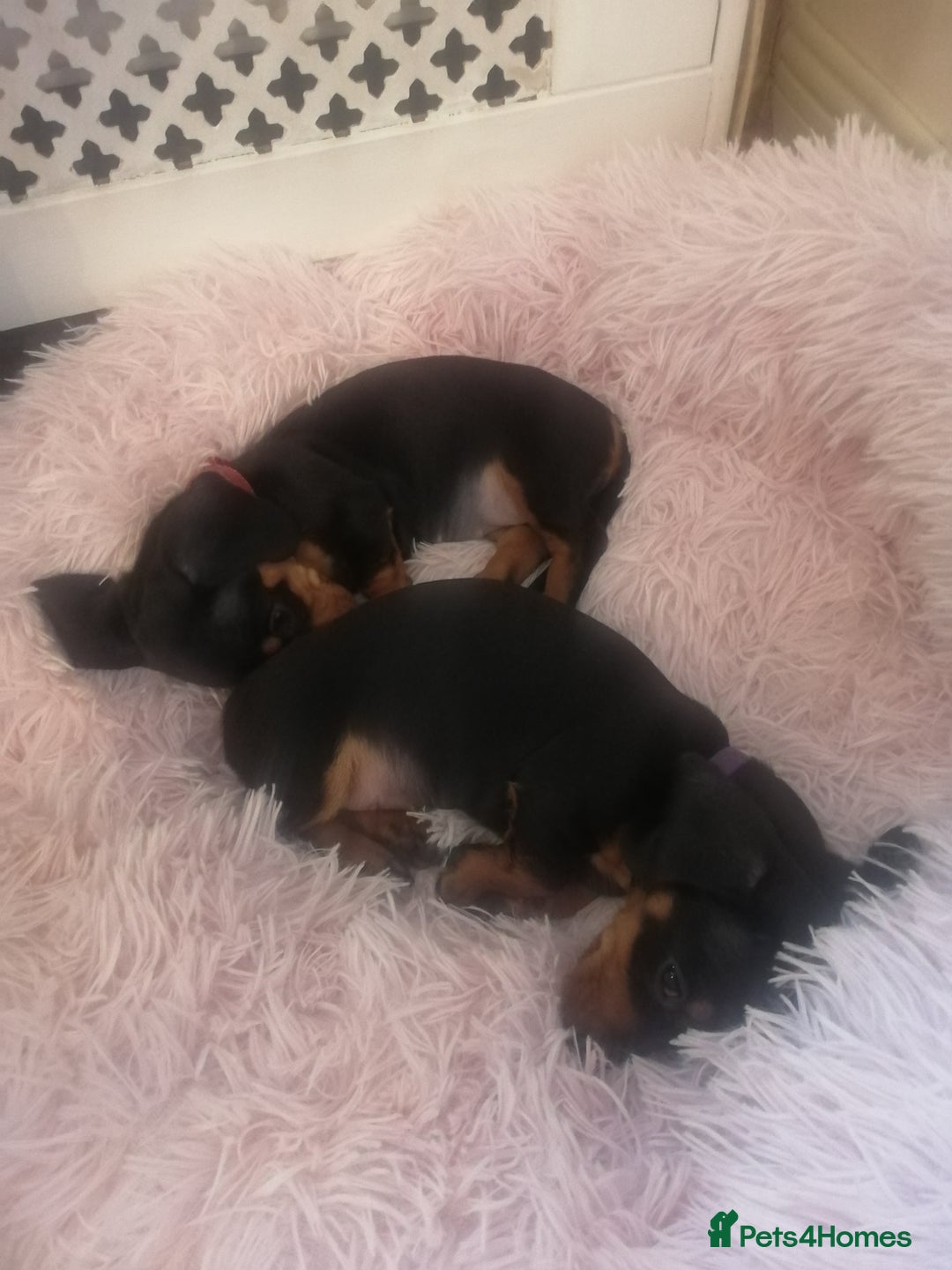 Miniature Dachshund dogs for sale: Beautiful true miniature Dachshund  - Advert 3